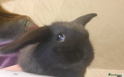 Mini Lion Lop rabbits for sale: 4 black baby mini lionlops  - Image 3