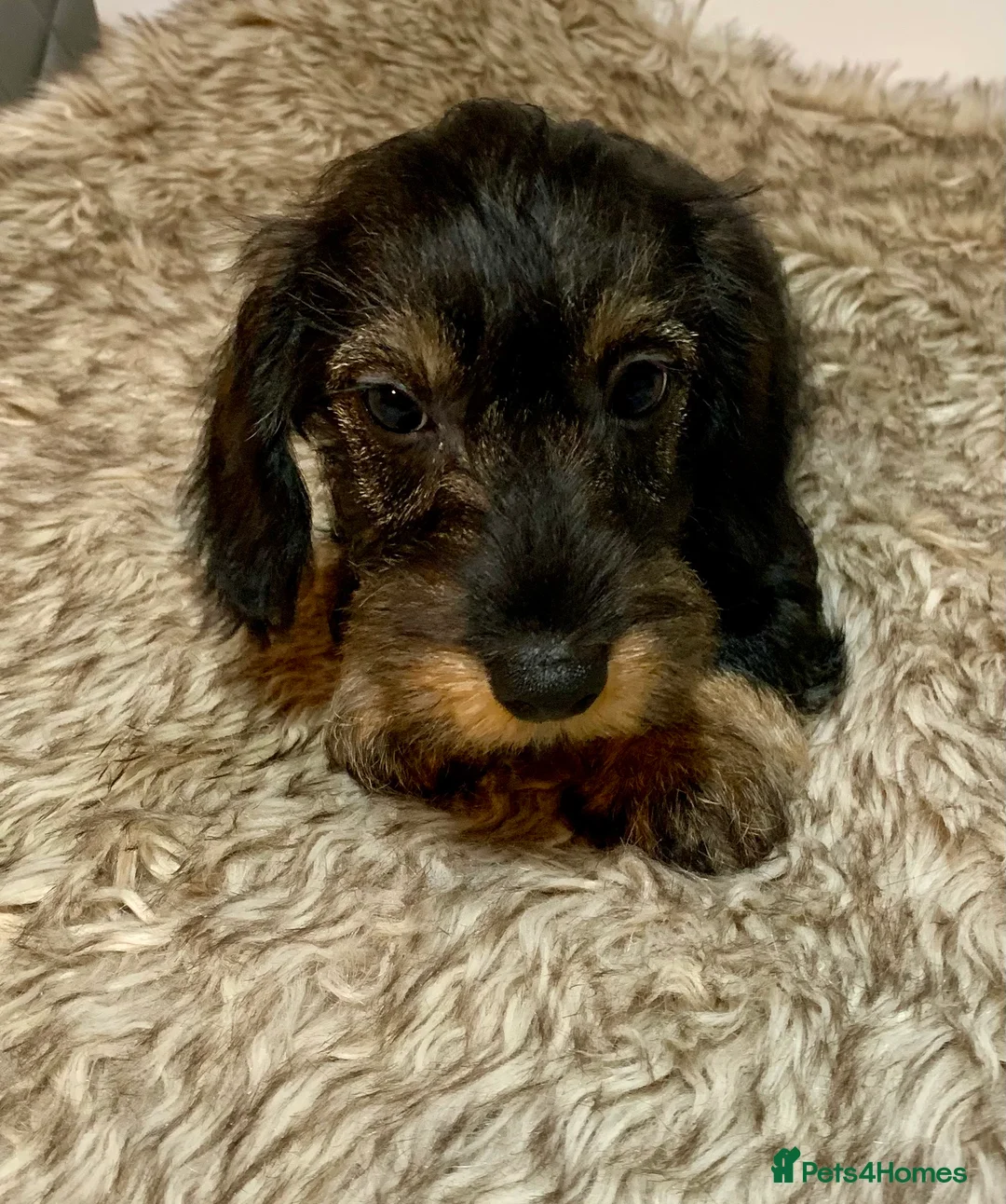 Miniature Dachshund dogs for sale: Miniature wirehaired daschunds - Advert 19