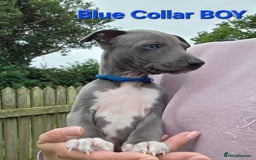 Italian Greyhound dogs for sale: **Wiggys (Whippet/Italian Greyhound)** - Image 8