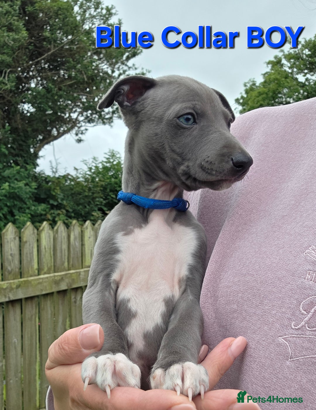 Italian Greyhound dogs for sale: **Wiggys (Whippet/Italian Greyhound)** - Image 8