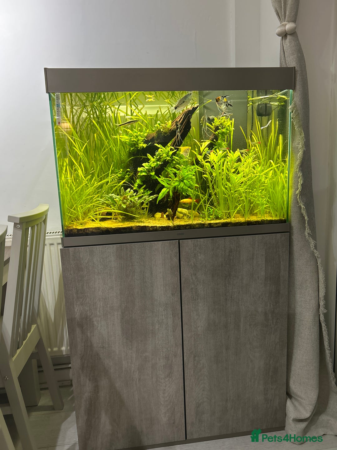 Angelfish fish for sale: Community fish tank  - Advert 3