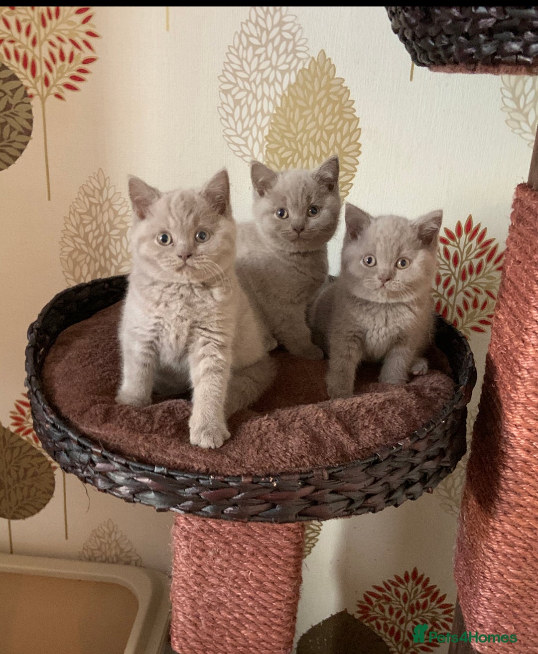 British Shorthair cats for stud: ⭐️ BLUE STUD GCCF AND TICA MIDLANDS ⭐️ in Derby - Advert 14