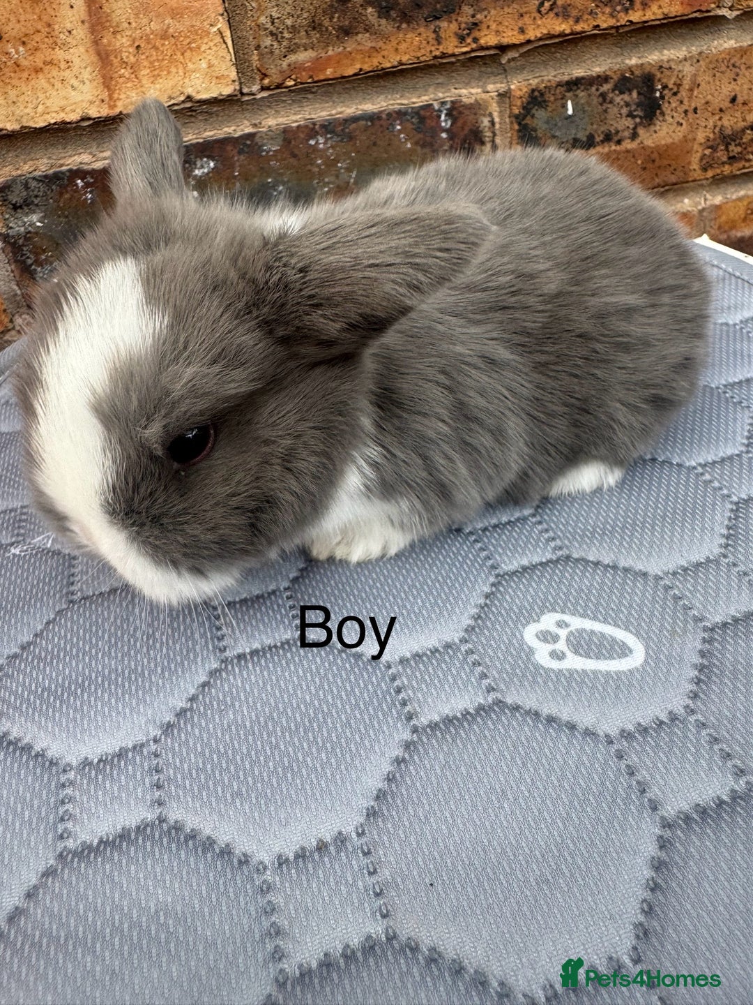 Mini Lop rabbits for sale: Pure mini lops  - Image 14