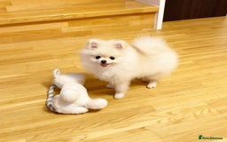 Pomeranian dogs for sale: Poppy is a beautiful fluffy little Pomeranian girl - Advert 4