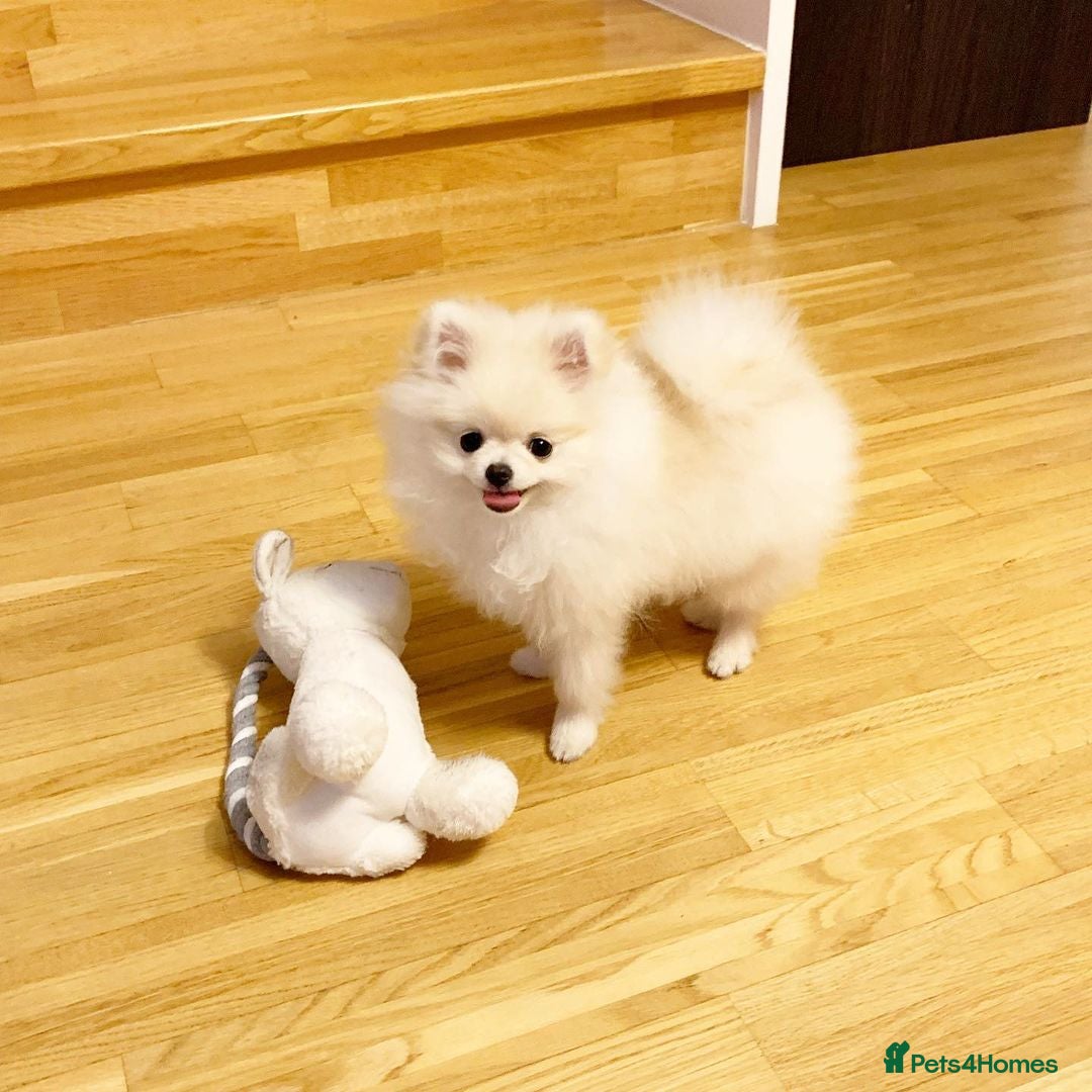 Pomeranian dogs for sale: Poppy is a beautiful fluffy little Pomeranian girl - Advert 4