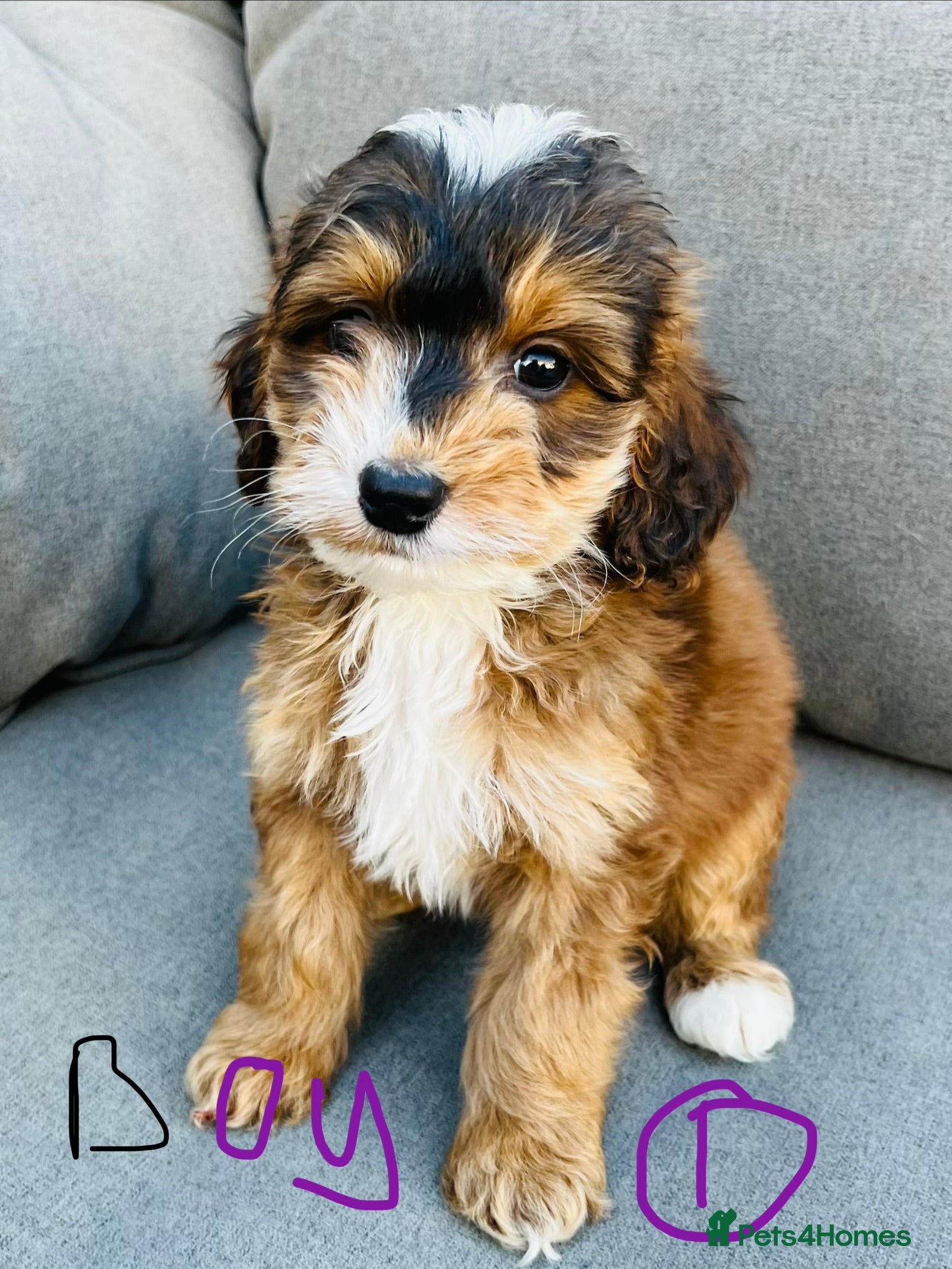 Cockapoo dogs F1 show type cockapoos (pra clear) - Advert 6