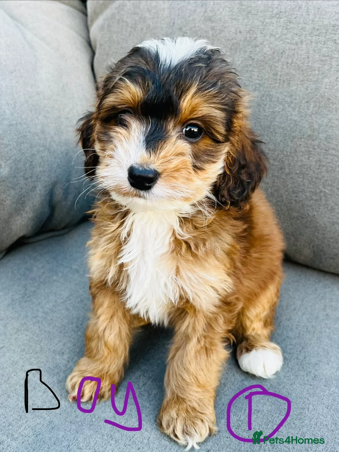 Cockapoo dogs for sale: F1 show type cockapoos (pra clear) - Advert 1