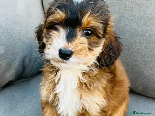 Cockapoo dogs F1 show type cockapoos (pra clear) - Advert 6