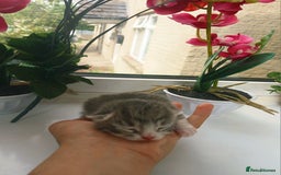 Russian Blue cats for sale: Russain blue x Maine coon Kittens for Sale - Image 9