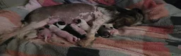Chinese Crested dogs for sale: RareChinese Crested Puppies - Advert 7