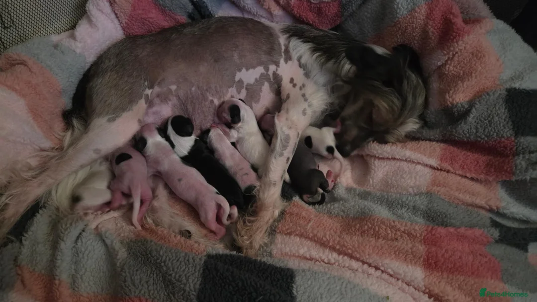 Chinese Crested dogs for sale: RareChinese Crested Puppies - Advert 7