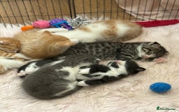 Scottish Fold cats for sale: Scottish fold mix with tabby .  - Image 24