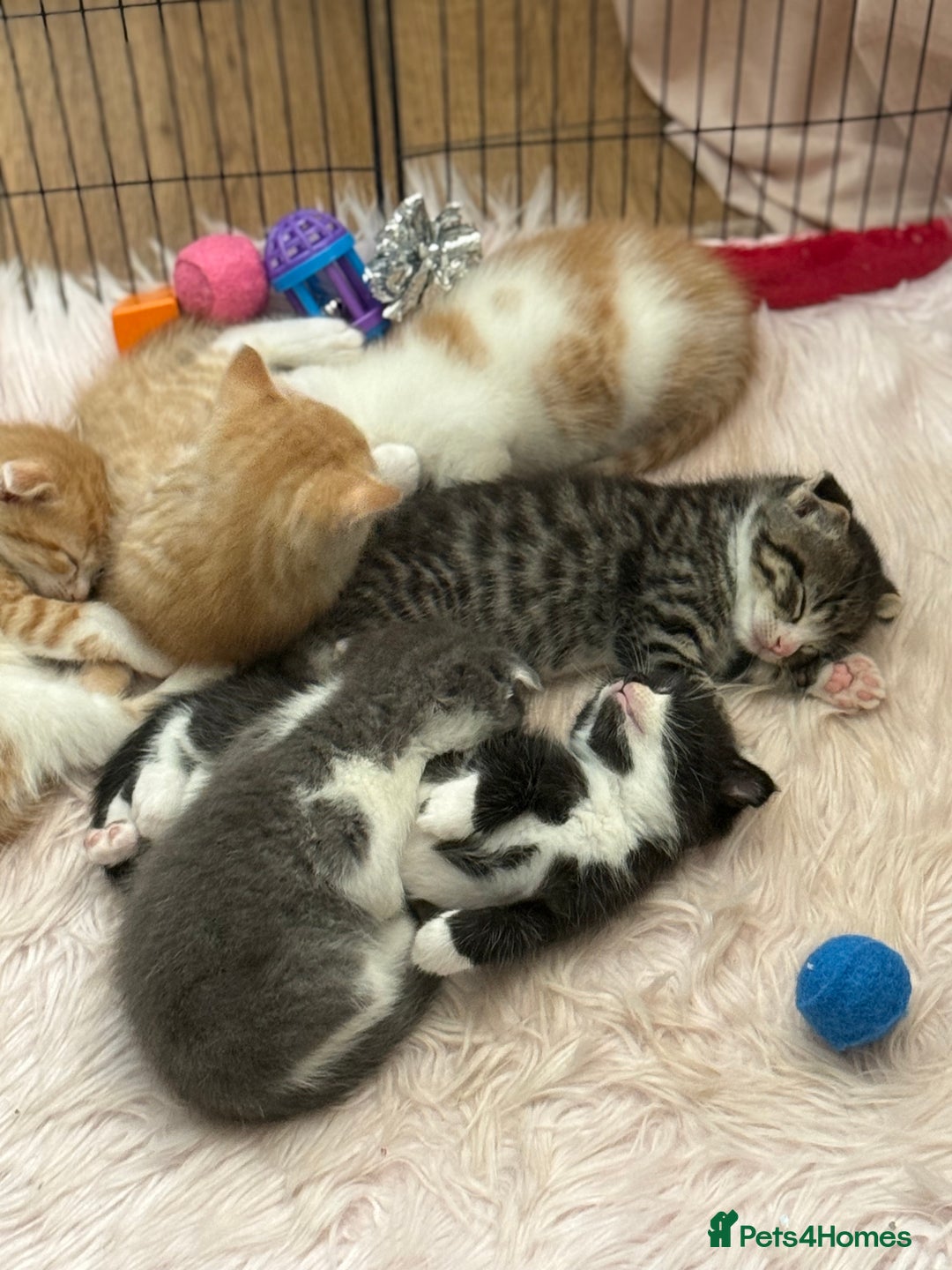 Scottish Fold cats for sale: Scottish fold mix with tabby .  - Image 24