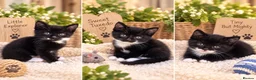 Mixed Breed cats for sale: Lovely kitted looking for loving home  - Advert 2