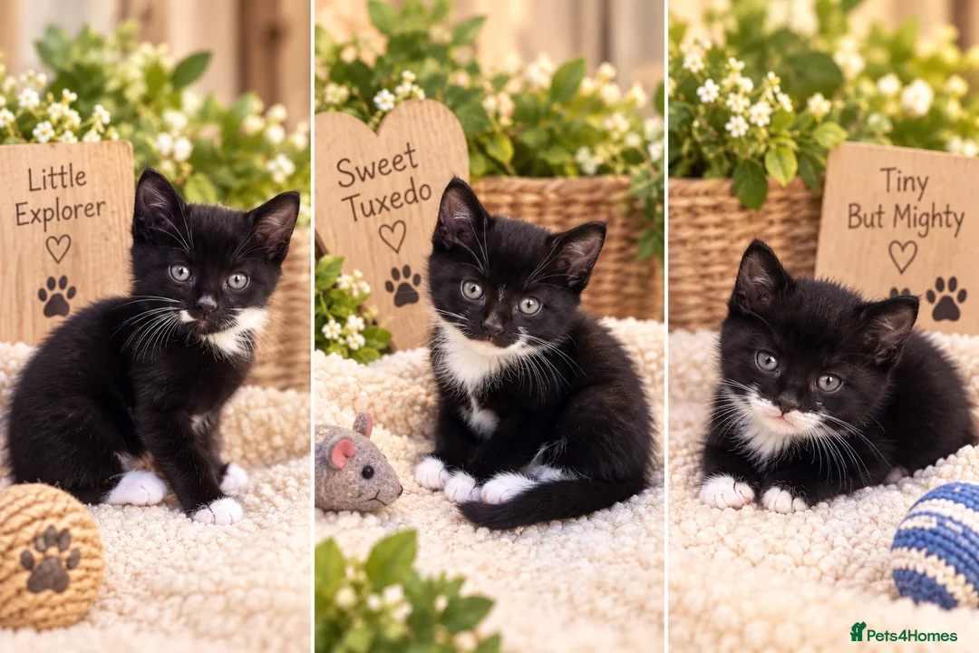 Mixed Breed cats for sale: Lovely kitted looking for loving home  - Advert 2