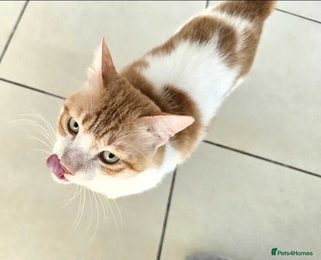 Mixed Breed cats for adoption: [Indoors only] Goofy! Adorable clingy champ! - Advert 2