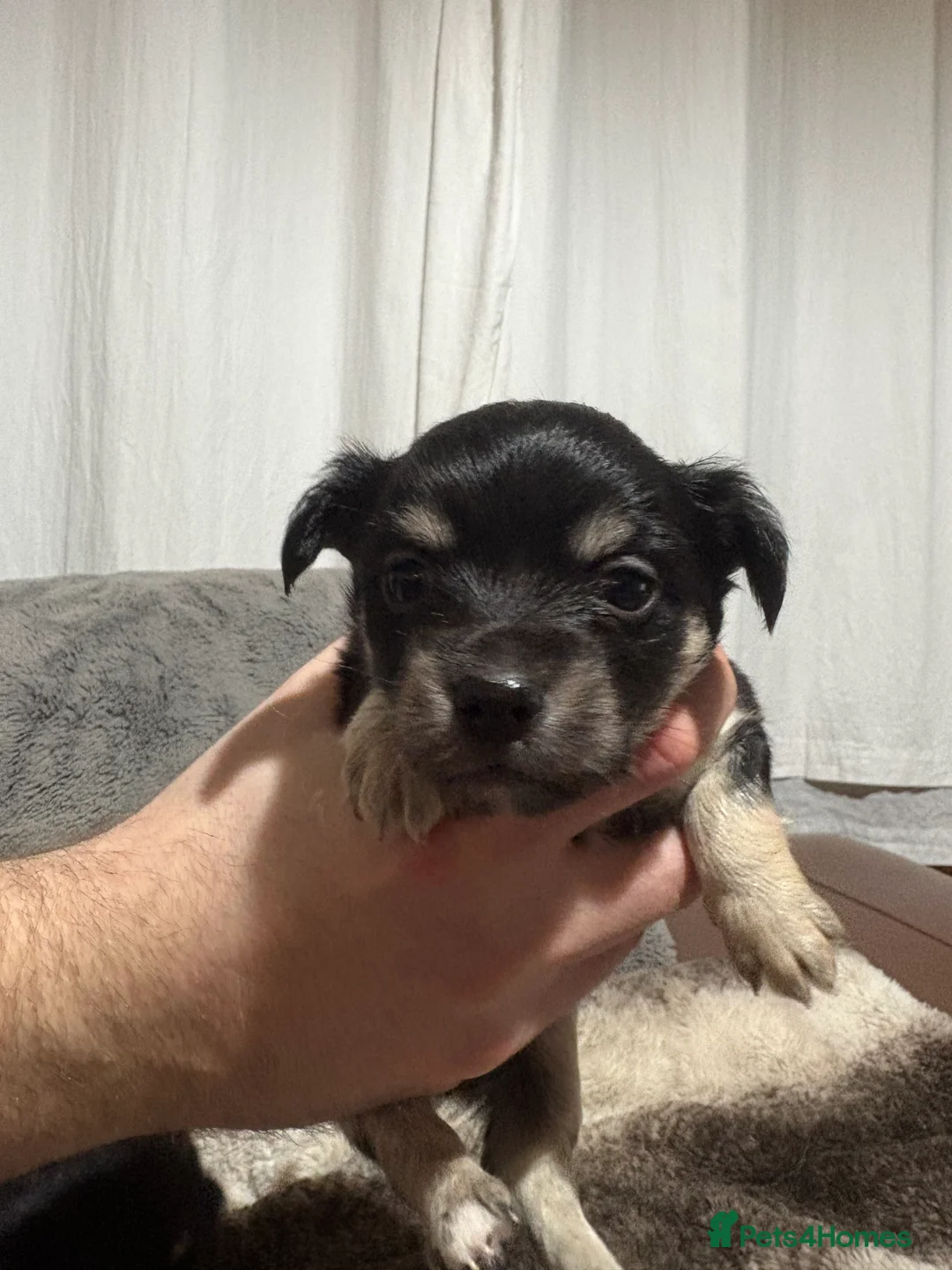 Chihuahua dogs for sale: Chihuahua puppies for sale  - Advert 2