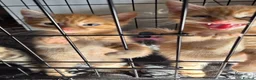 Mixed Breed cats for sale: Gorgeous kittens, mixed breed, boys and girls  - Advert 8