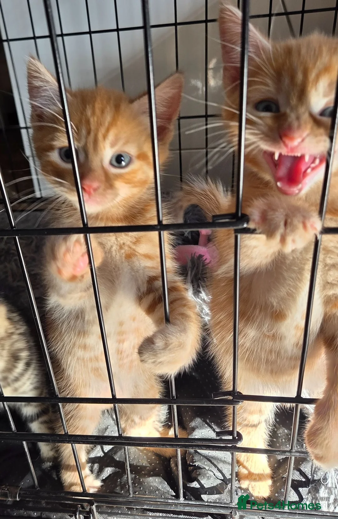 Mixed Breed cats for sale: Gorgeous kittens, mixed breed, boys and girls  - Advert 8
