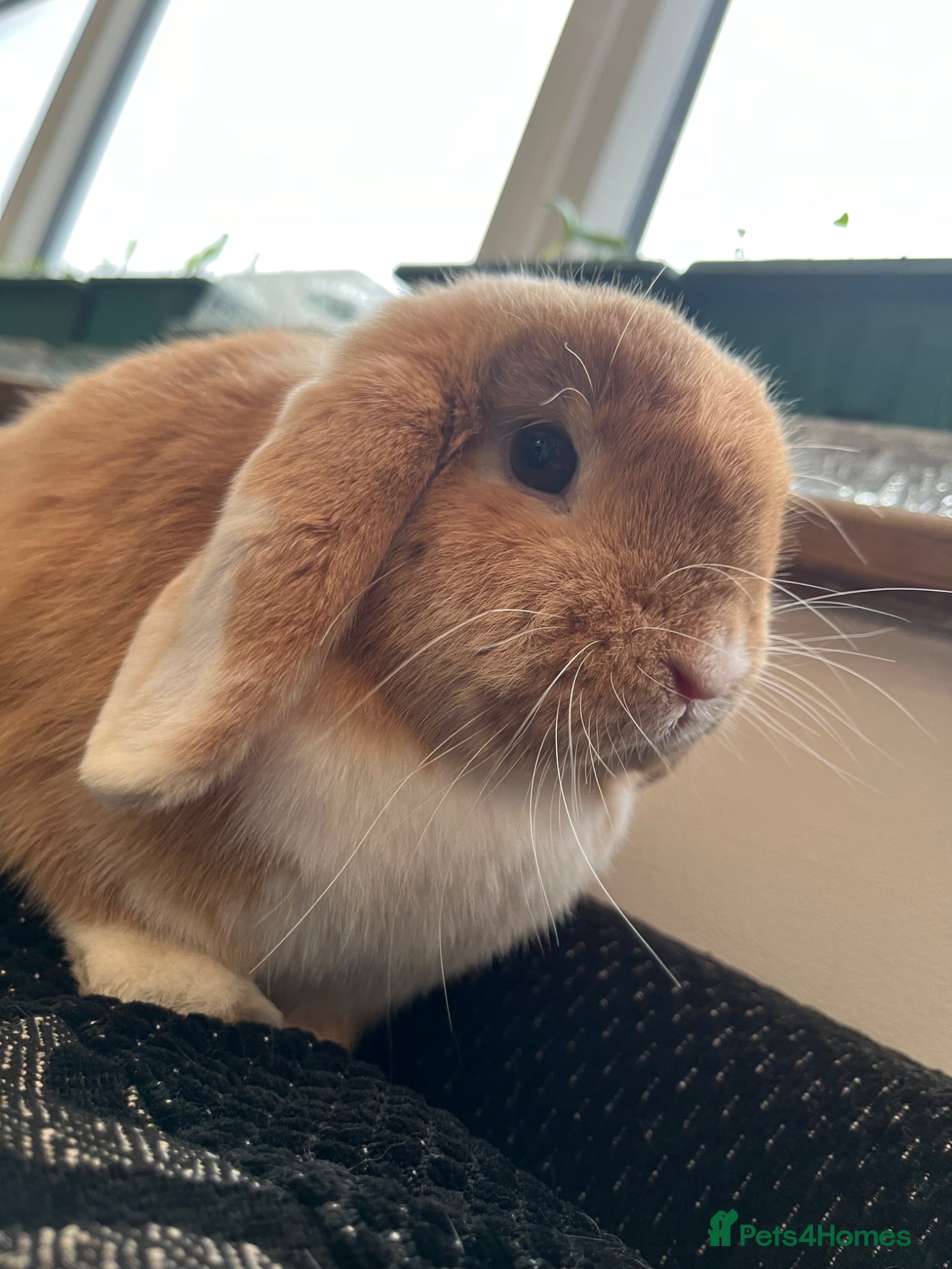 Mixed Breed rabbits Male lion head Female mini lop - Advert 1