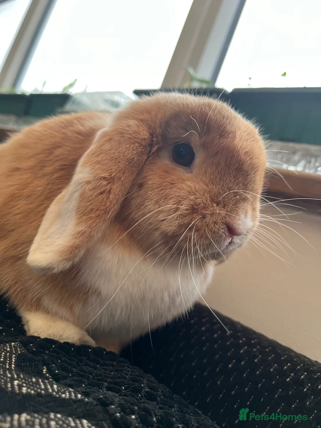 Mixed Breed rabbits for sale: Male lion head Female mini lop in Southwold - Advert 1