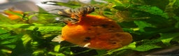 Fancy Goldfish fish for sale: Two lovely little male Ranchu fancy goldfish - Advert 5