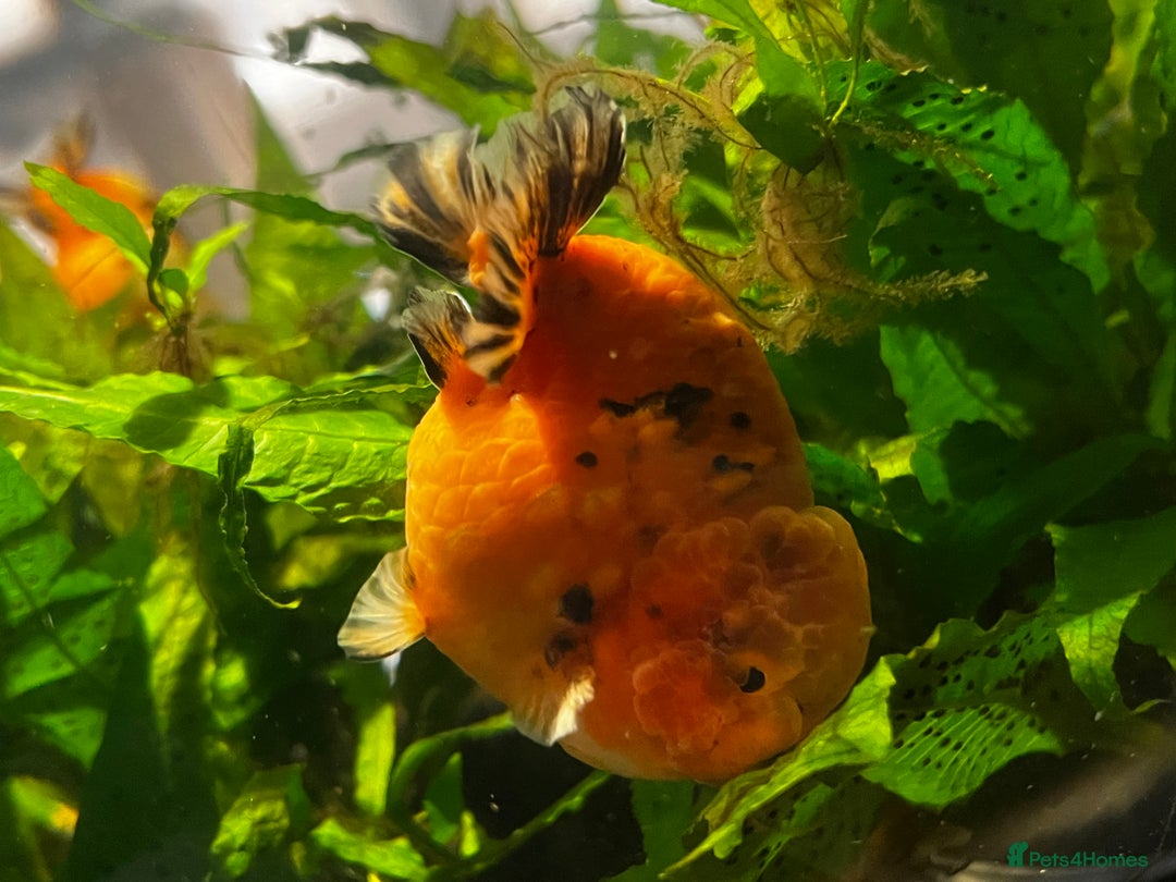 Fancy Goldfish fish for sale: Two lovely little male Ranchu fancy goldfish - Advert 5