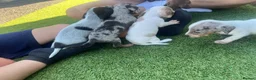 Jackshund dogs for sale: Jackhounds in Weston-super-Mare - Advert 8
