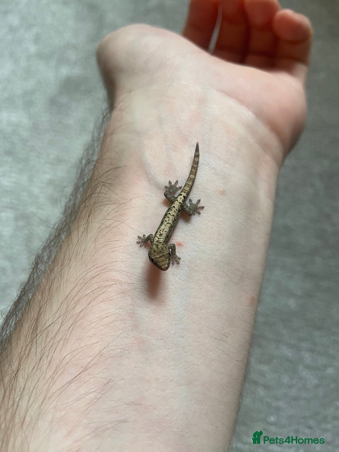 Gecko reptiles for sale: Mourning geckos (+ FREE PLANT CUTTING)   - Image 2