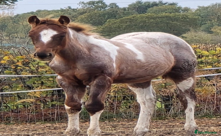 Paint horses Red Roan American Paint filly - Advert 16