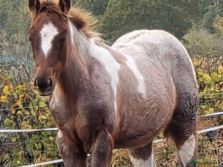 Paint horses Red Roan American Paint filly - Advert 10