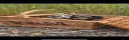 Miniature Dachshund dogs for sale: Long haired miniature dachshunds - Advert 3