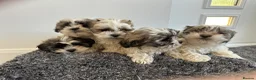 Zuchon dogs for sale: Shih Tzu x  bichon f1 Zuchon puppy - Advert 9