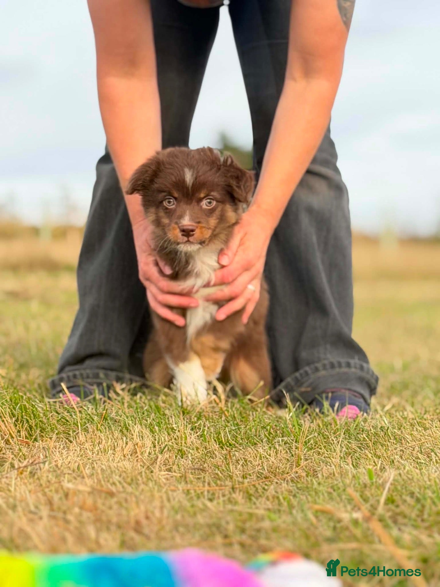 Miniature American Shepherd dogs Sport/show prospect, RKC Registered, Health Tested - Advert 1
