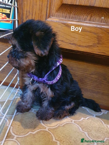 Yorkshire Terrier dogs - Advert 1