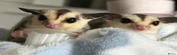 Sugar Glider rodents for sale: 2 Male Sugar Gliders – Brothers Tame + Full Setup in London - Advert 1