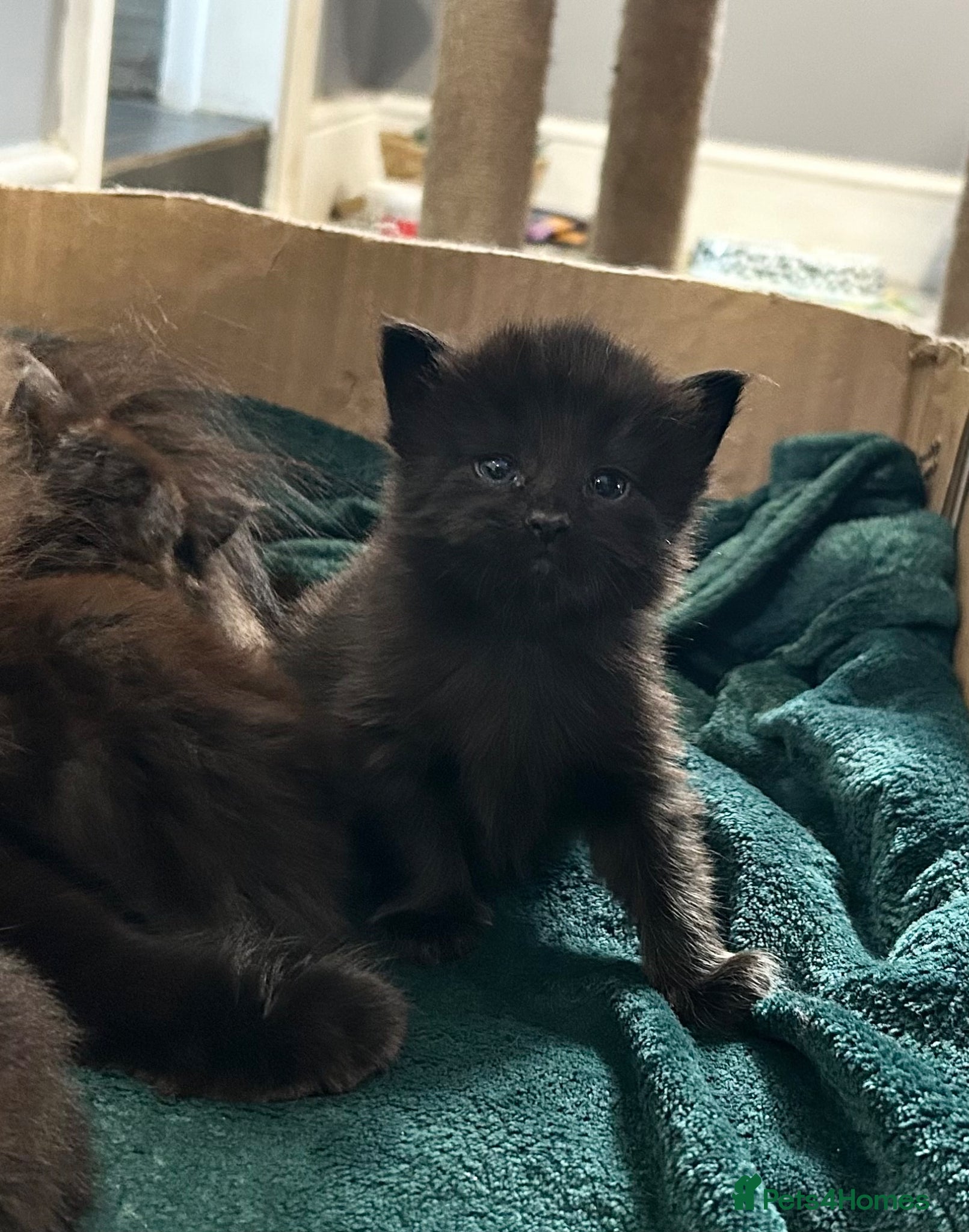 Maine Coon cats Maine Coon Cross 2x Last black boys left  - Advert 3