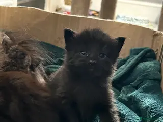 Maine Coon cats Maine Coon Cross 2x Last black boys left - Advert 3