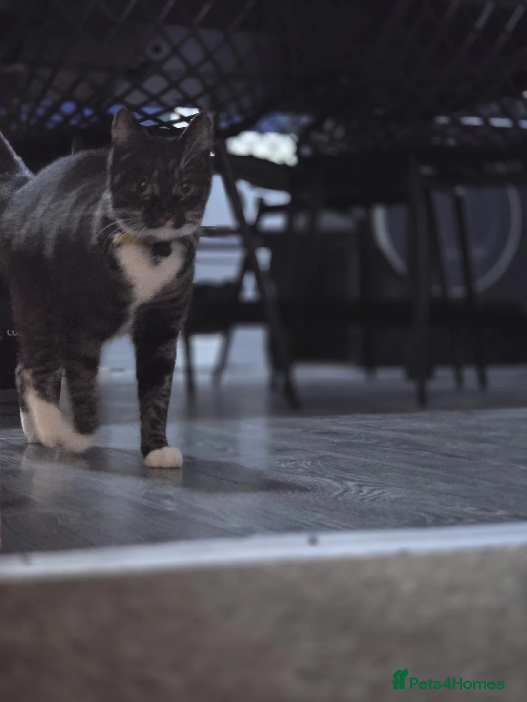 Mixed Breed cats for sale: Tabitha 8 year old female - Advert 1