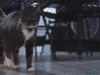 Mixed Breed cats Tabitha 8 year old female - Advert 1