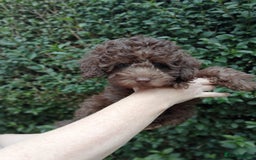 Toy Poodle dogs for sale:  🐩 Tiny Chocolate Toy Poodle – Ready in 2 Weeks! - Image 1