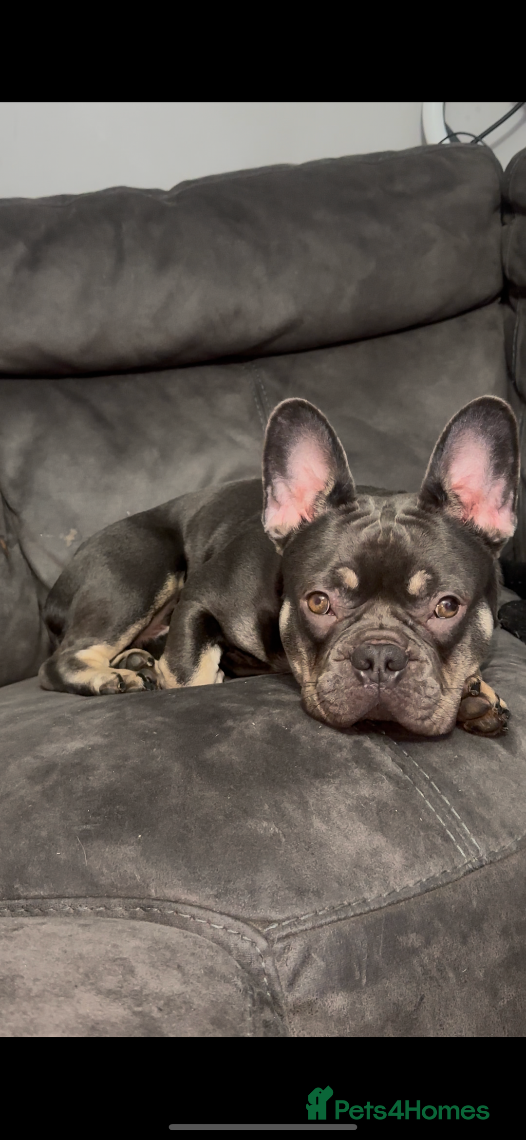 French Bulldog dogs for sale: French Bulldog  - Image 3