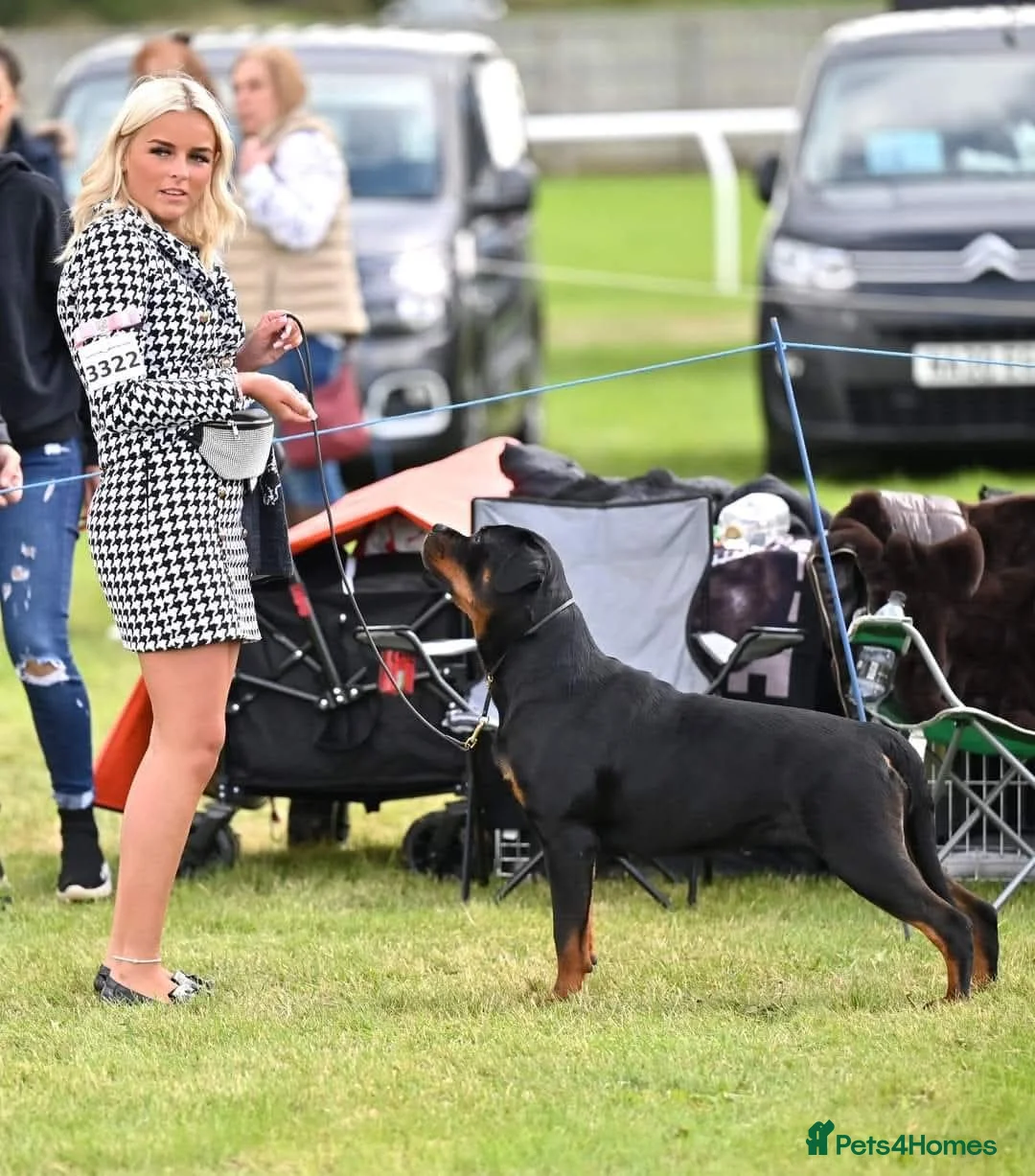 Rottweiler dogs for sale: Excellent Pedigree Dog Puppy - Advert 8