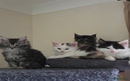 Maine Coon cats for sale: Variety of Maine coon kittens - Image 28