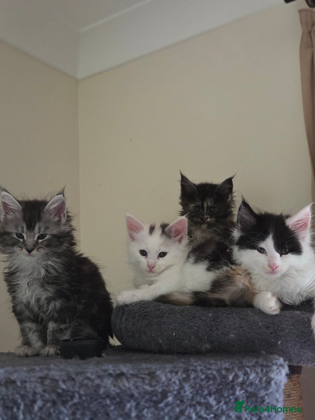 Maine Coon cats for sale: Variety of Maine coon kittens - Image 28