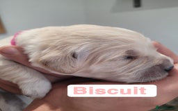 Golden Retriever dogs for sale: Golden Retriever Pups – First Class Homes Wanted - Image 4
