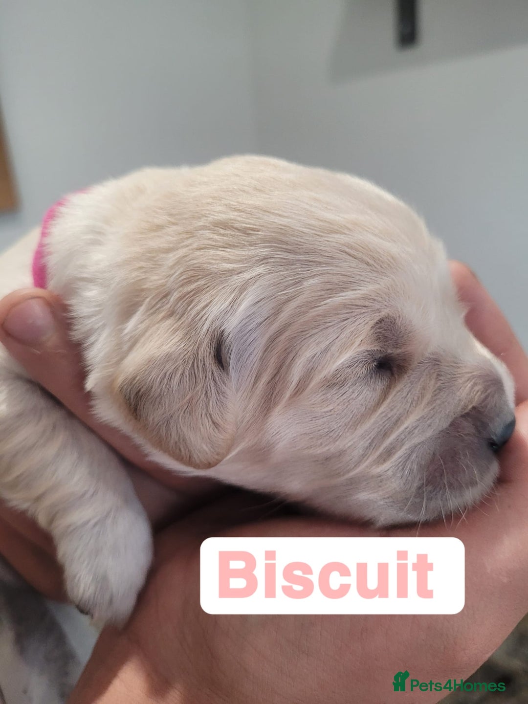 Golden Retriever dogs for sale: Golden Retriever Pups – First Class Homes Wanted - Image 4