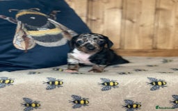 Miniature Dachshund dogs for sale: Beautiful mini dachshund puppies pra clear - Image 5