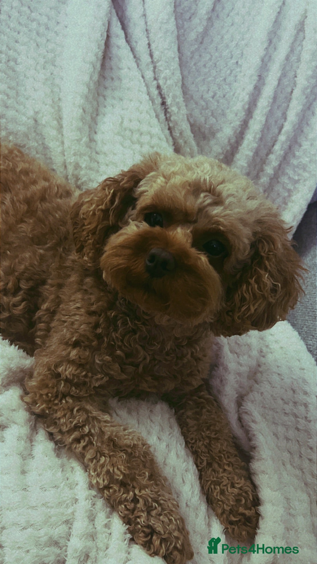 Cavapoo dogs for sale: Cavapoo puppies 🥰 - Advert 1
