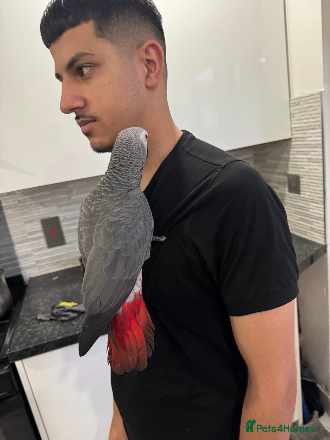 Parrots birds for sale: Hand reared  fully tame baby  African grey parrot  - Advert 5